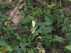 Leptosia nina niobe
