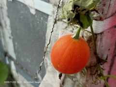 Trichosanthes scabra