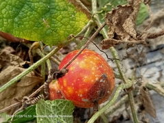 Trichosanthes scabra