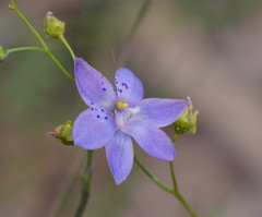 Thelymitra juncifolia