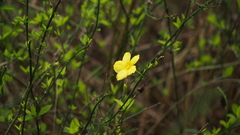 Jasminum nudiflorum