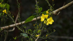 Jasminum nudiflorum