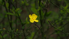 Jasminum nudiflorum