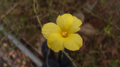 Jasminum nudiflorum