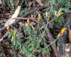 Pultenaea reflexifolia