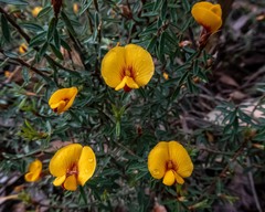 Pultenaea reflexifolia