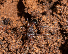 Myrmecia forficata