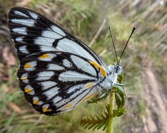 Belenois java teutonia