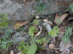 Actiniopteris dimorpha dimorpha