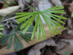 Actiniopteris dimorpha dimorpha