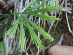 Actiniopteris dimorpha dimorpha