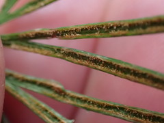 Actiniopteris dimorpha dimorpha