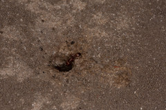 Tetramorium setuliferum