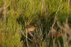 Stipiturus malachurus