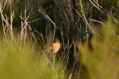 Stipiturus malachurus