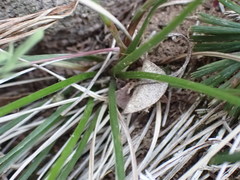 Actiniopteris dimorpha dimorpha