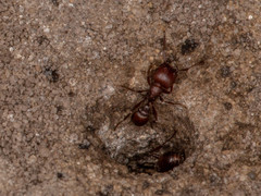 Tetramorium setuliferum