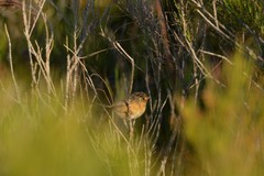 Stipiturus malachurus