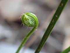 Actiniopteris dimorpha dimorpha