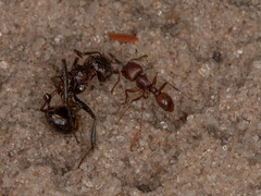 Tetramorium setuliferum