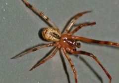 Cryptachaea blattea