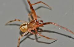Cryptachaea blattea