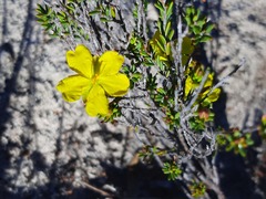 Hibbertia virgata