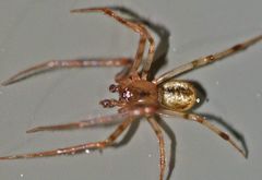 Cryptachaea blattea