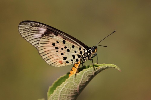 East African Forest Acraea
