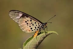 Acraea pharsalus