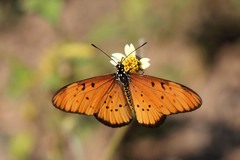 Acraea encedon