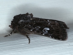 Ectopatria horologa