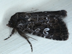 Ectopatria horologa