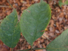 Erysiphe vanbruntiana