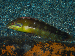 Novaculoides macrolepidotus