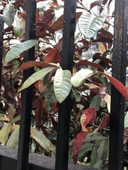 Excoecaria cochinchinensis