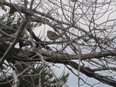 Zosterops lateralis chloronotus