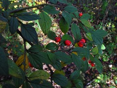 Cotoneaster sternianus