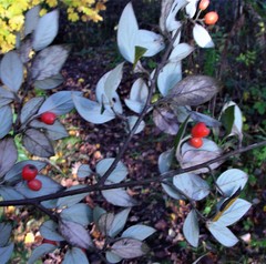 Cotoneaster sternianus
