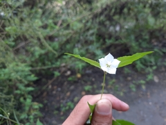 Cyclocodon parviflorus