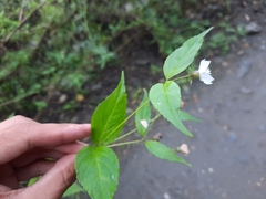 Cyclocodon parviflorus