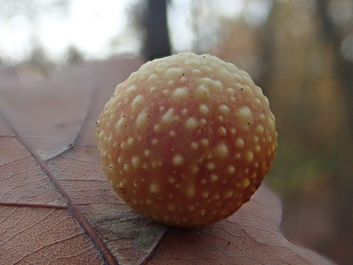 Obuoliškoji gumbavapsvė nuotrauka