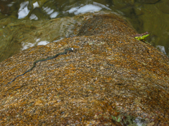 Hebius flavifrons