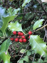 Ilex aquifolium
