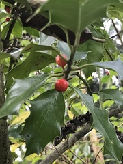 Ilex aquifolium