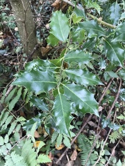 Ilex aquifolium