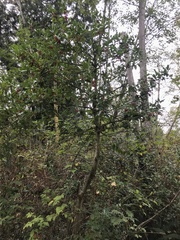 Ilex aquifolium
