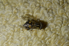 Helophilus antipodus