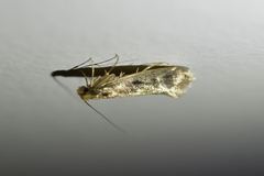 Tinea pallescentella