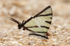 Graphium agetes